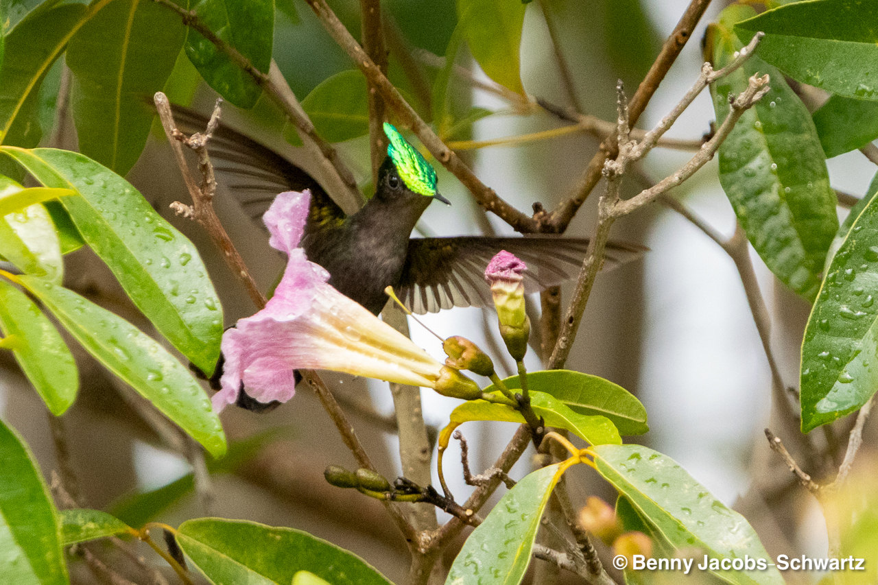 Antillean Crested Hummingbird