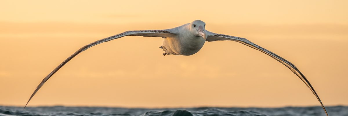 New Zealand (Feb 21 - Mar 14, 2026)