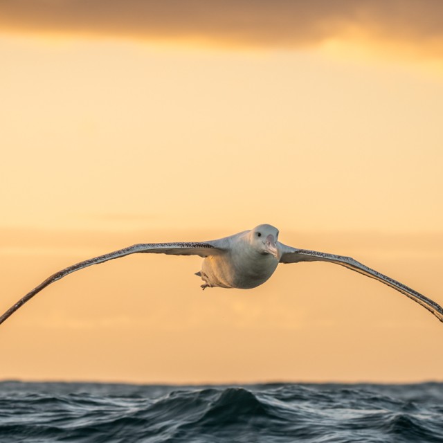 Antipodean Albatross