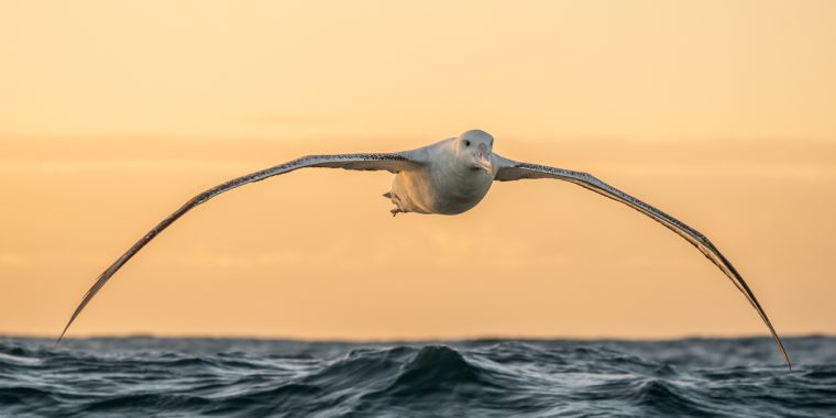 New Zealand (Feb 21 - Mar 14, 2026)