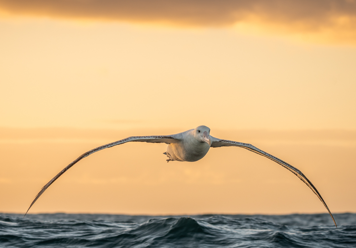 Antipodean Albatross