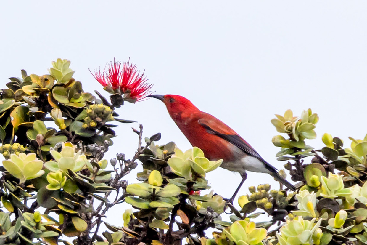 Hawaii Trip Report (Mar 9 -26, 2026)