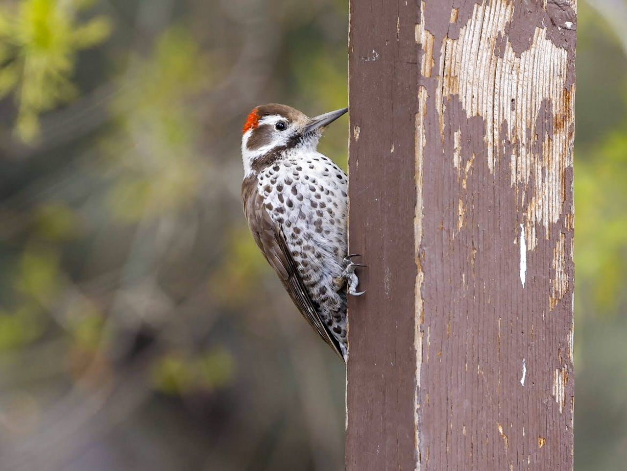 Arizona Woodpecker