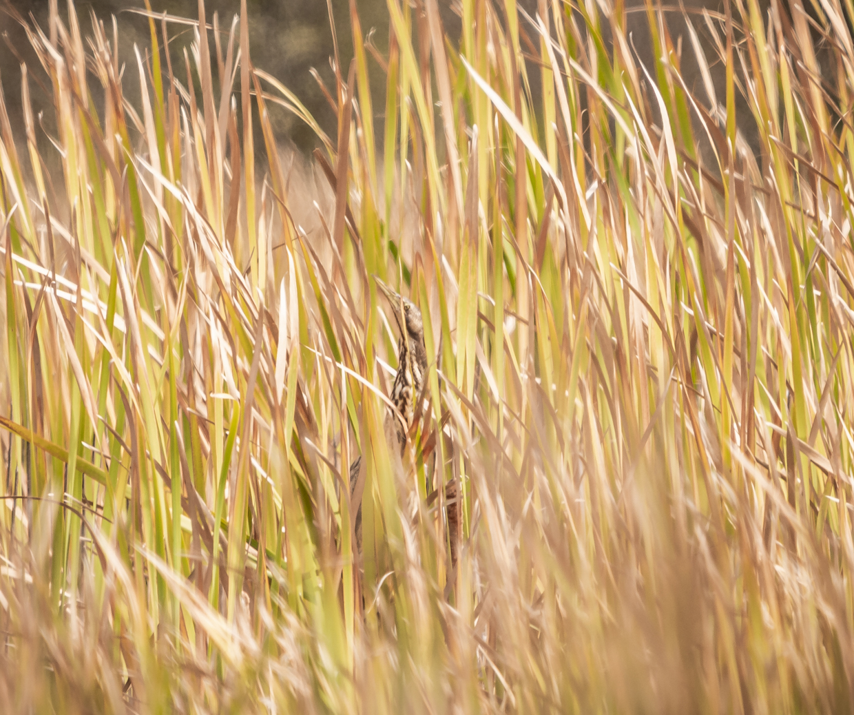 Australasian Bittern