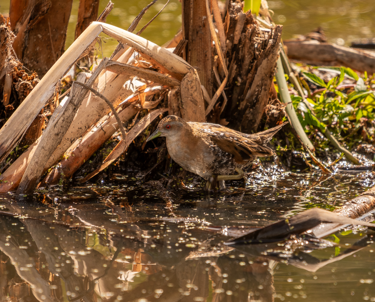 Baillon's Crake