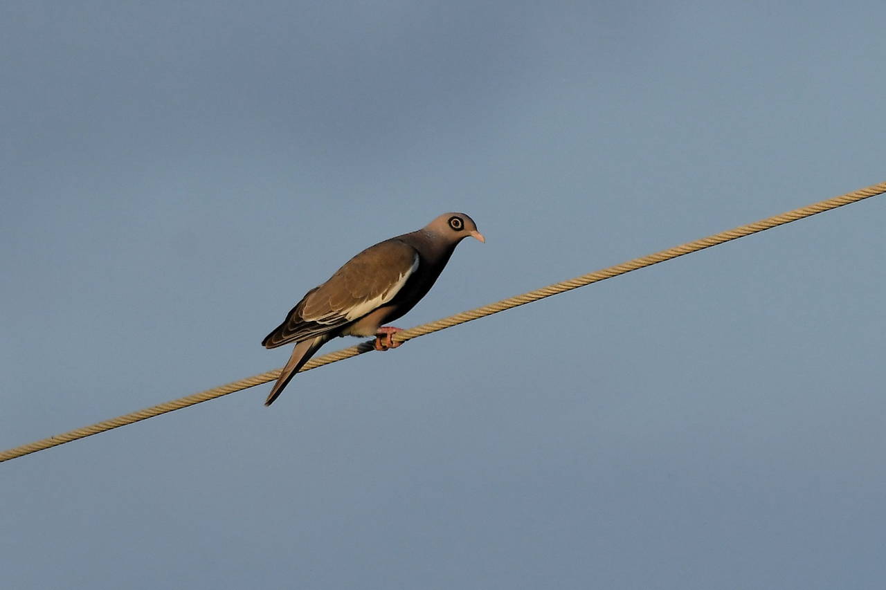 Bare-eyed Pigeon