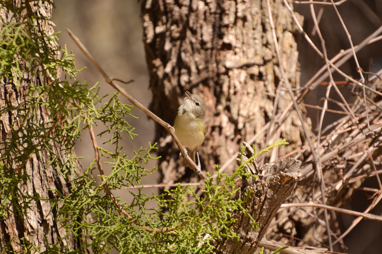 Bell's Vireo