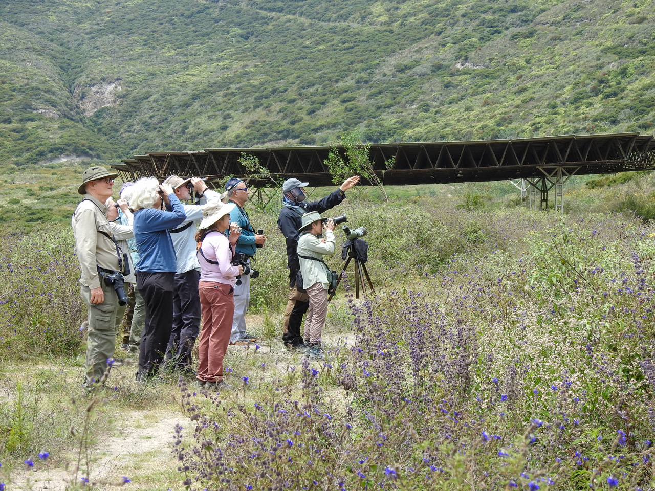 Birding at the horse race