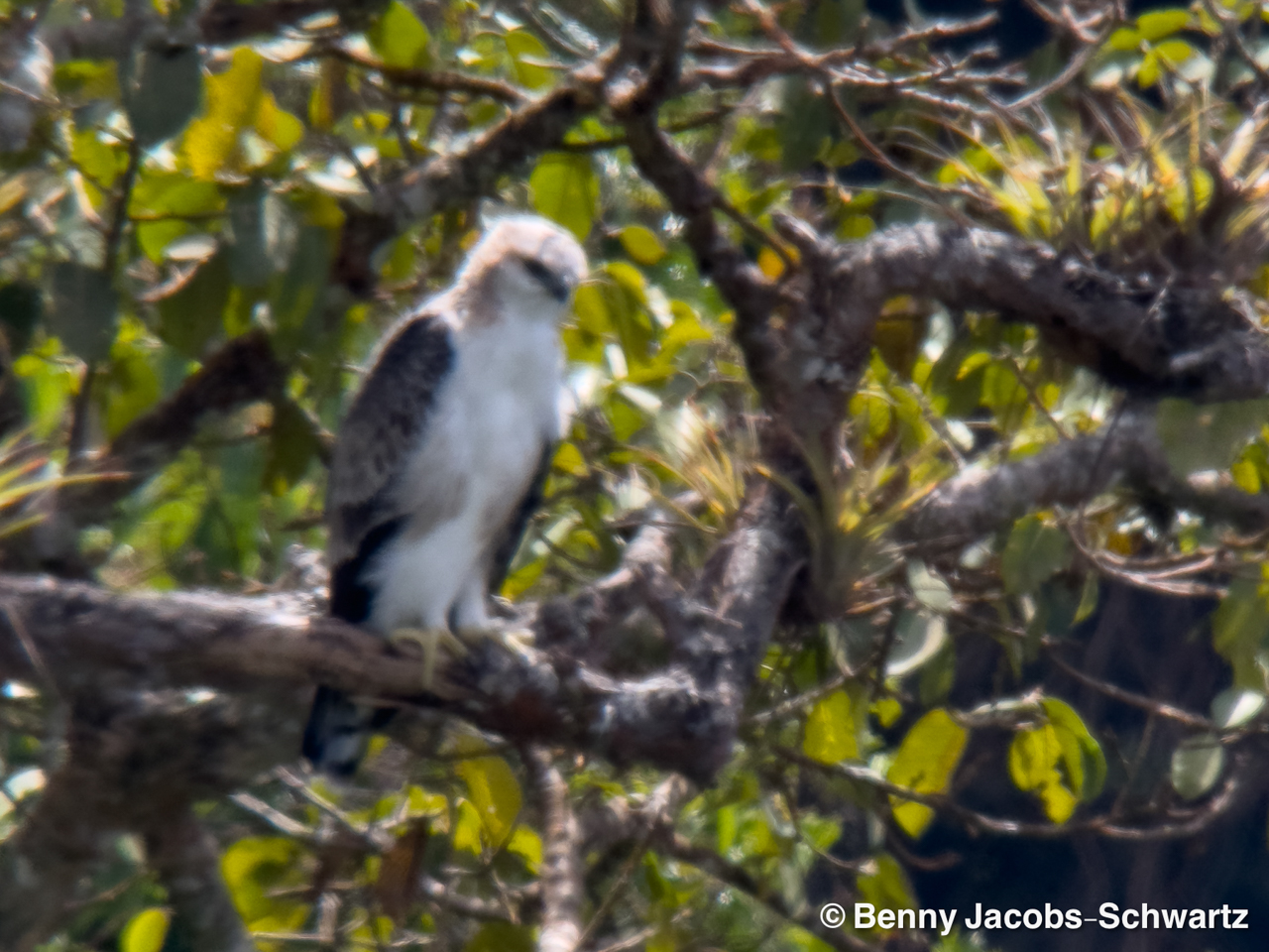 Colombia: Santa Marta Trip Report 2026