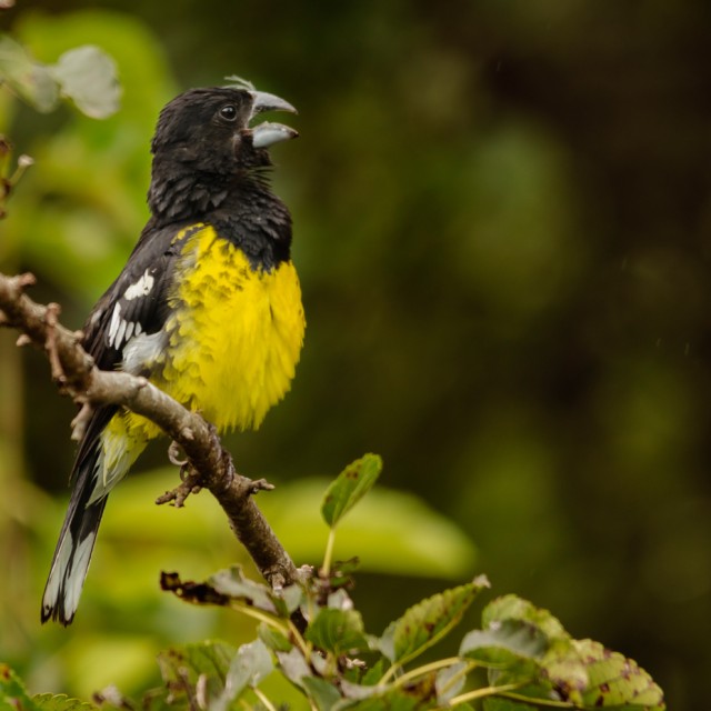 Black-backed Grosbeak