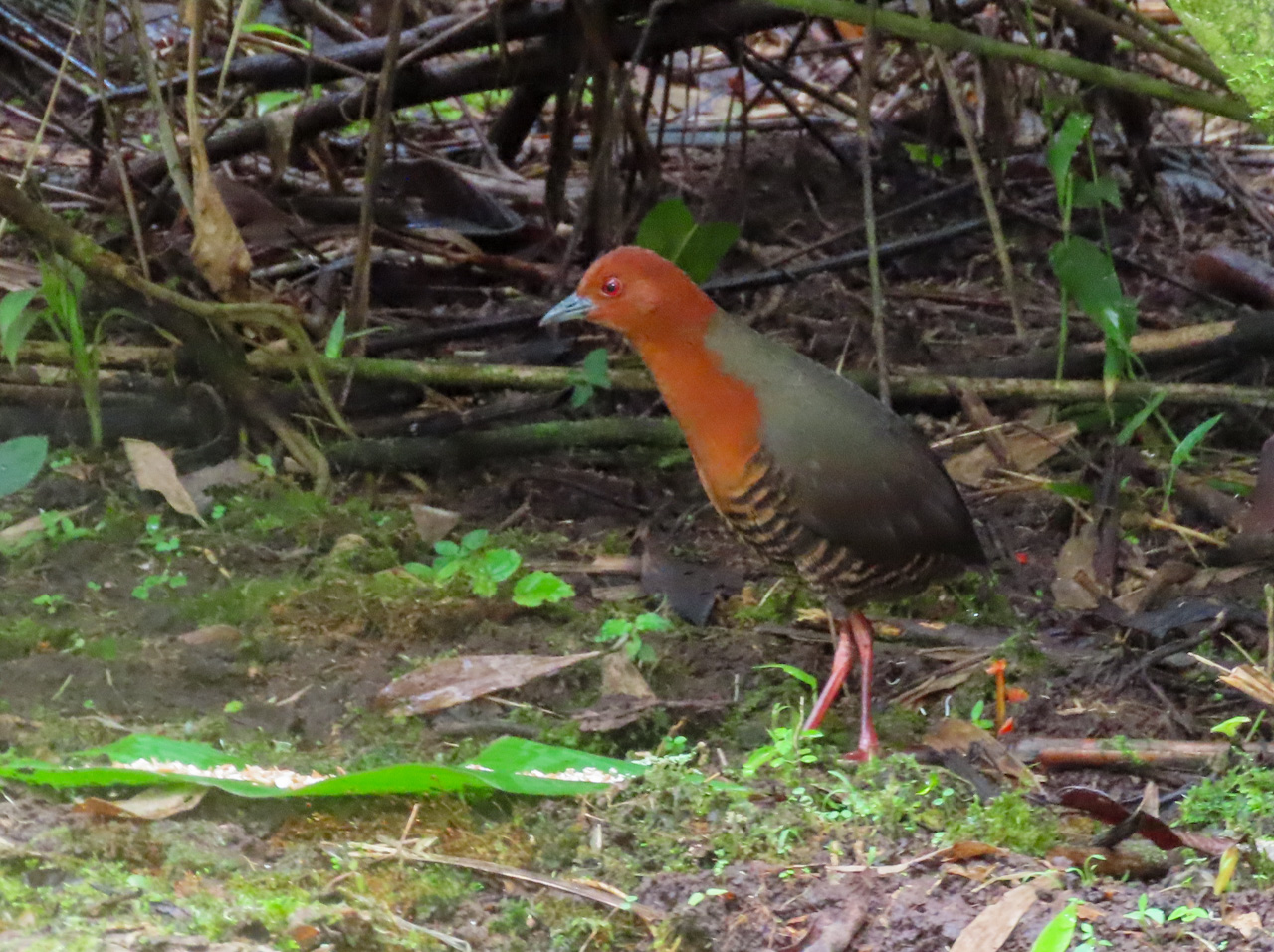 Black-banded Crake