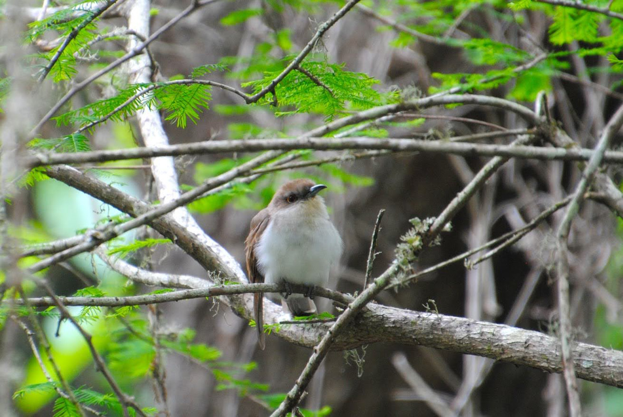 Black-billed Cuckoo