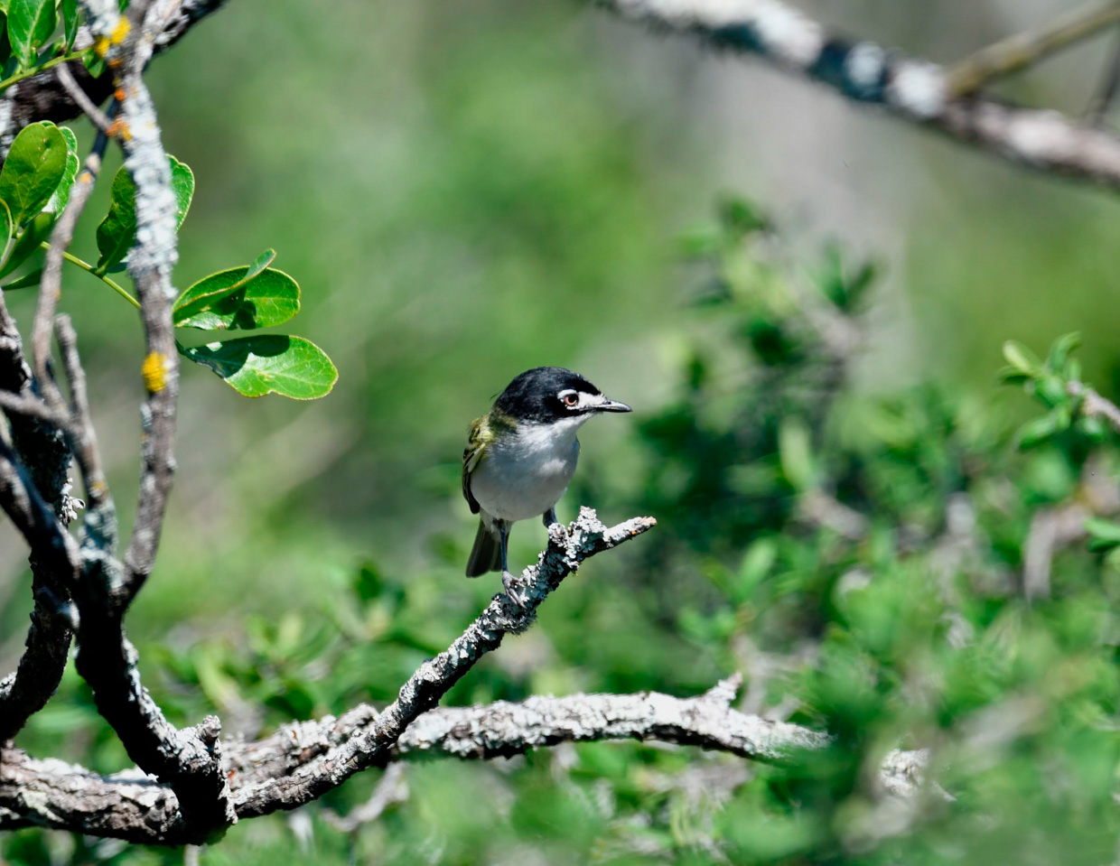 Black-capped Vireo