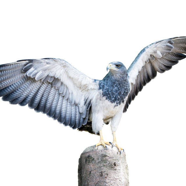 Black-chested-Buzzard Eagle