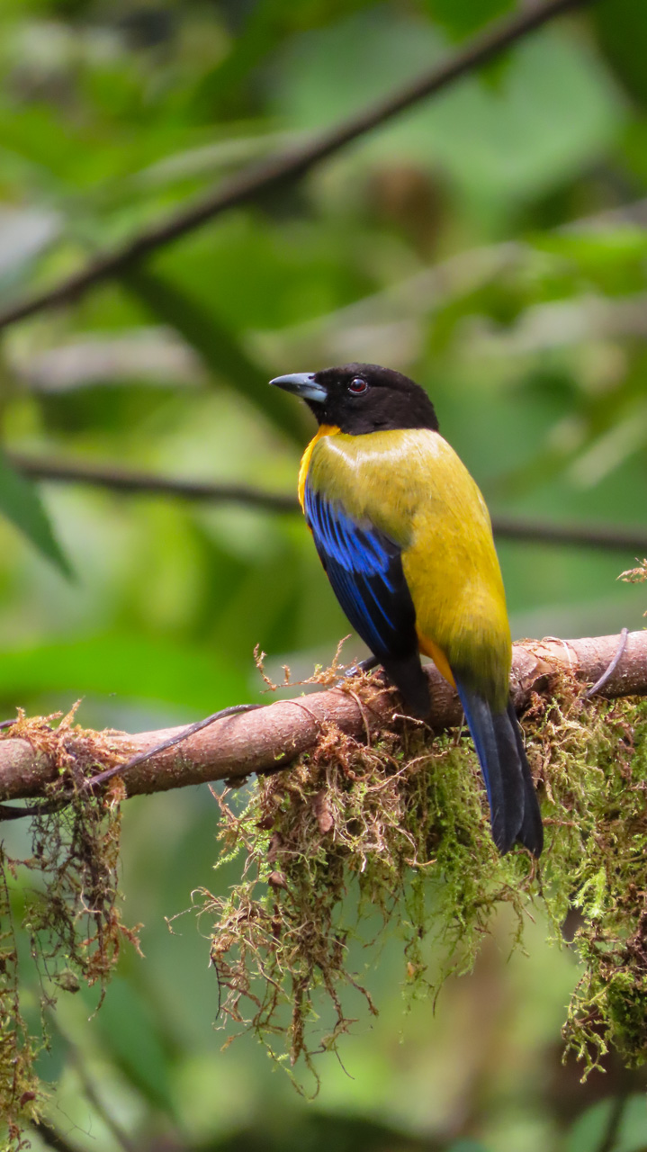 Black-chinned Mountain-Tanager