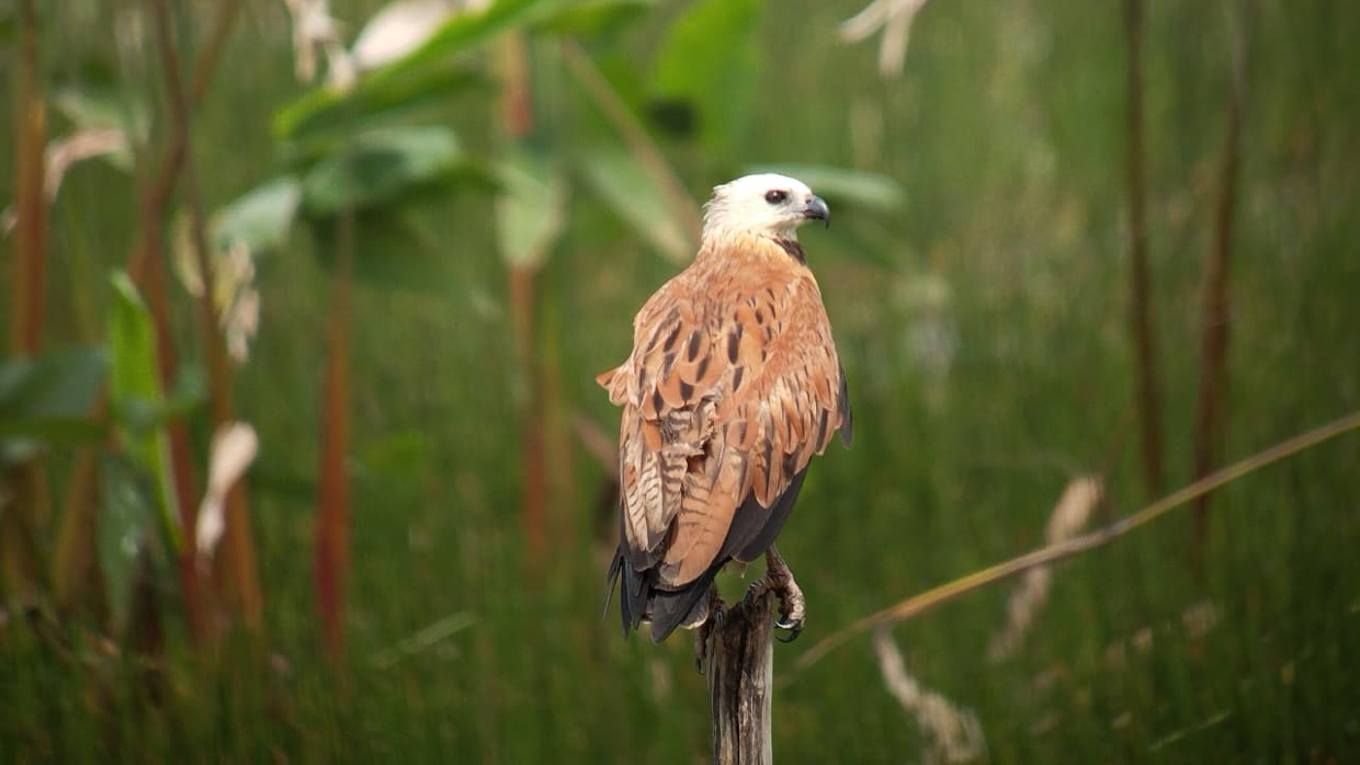 Black-collared Hawk