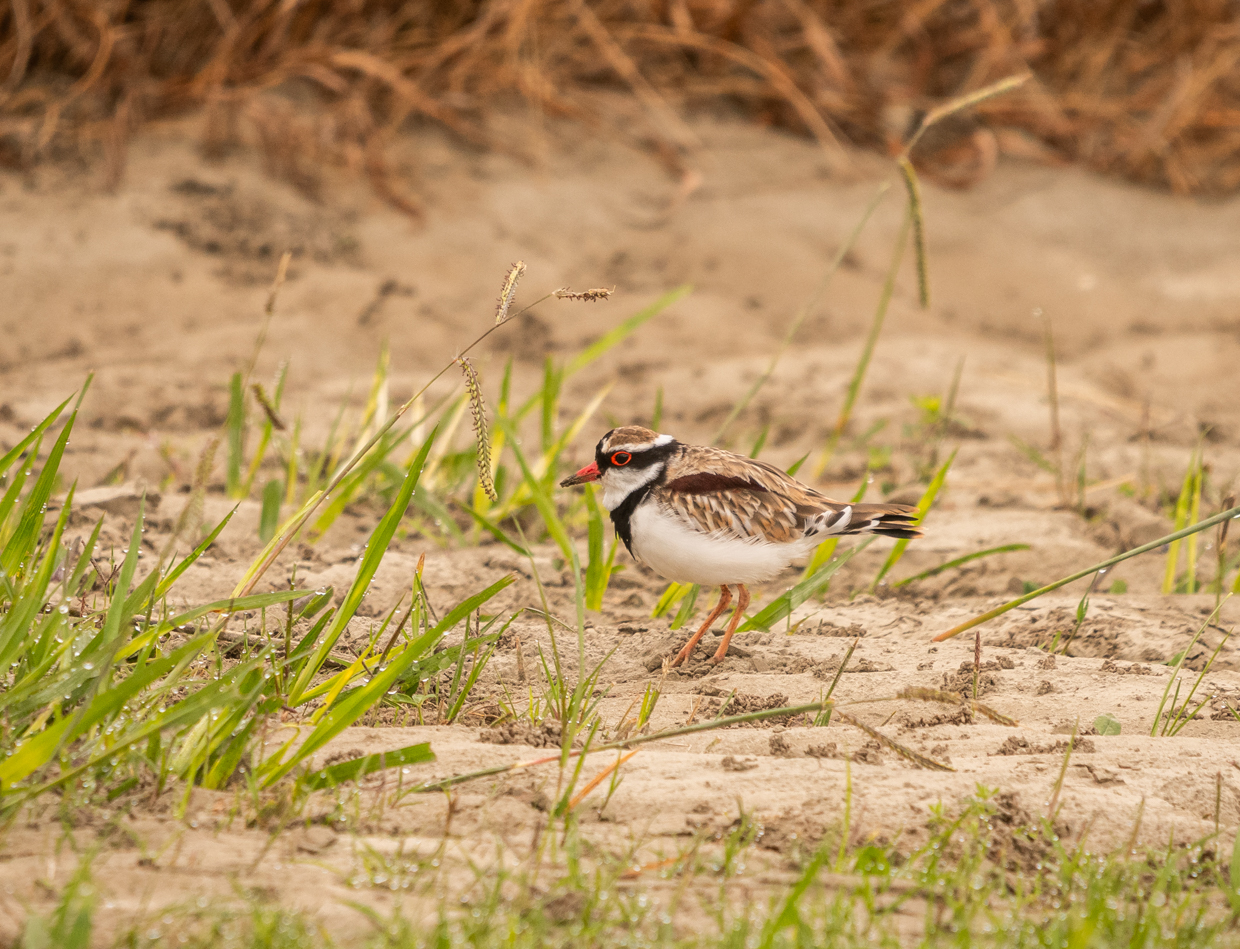 Black-fronted Dotterel