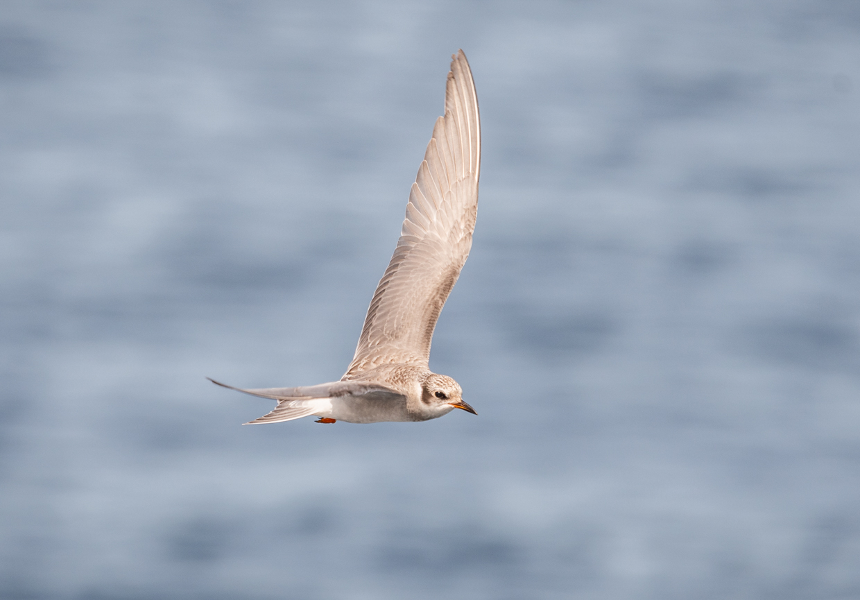 Black-fronted Tern