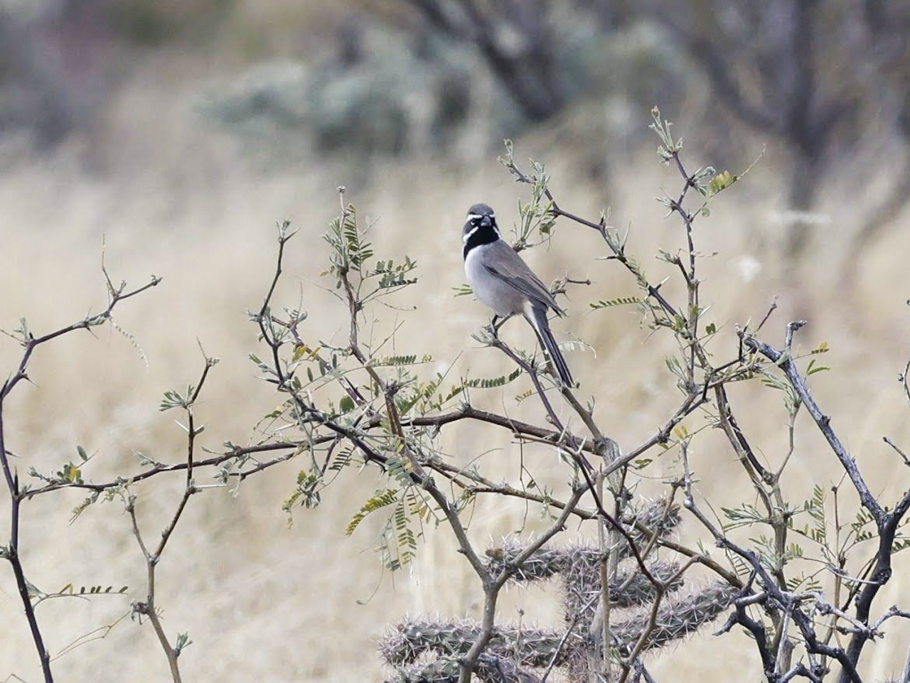 Arizona in Winter Trip Report (March 2026)