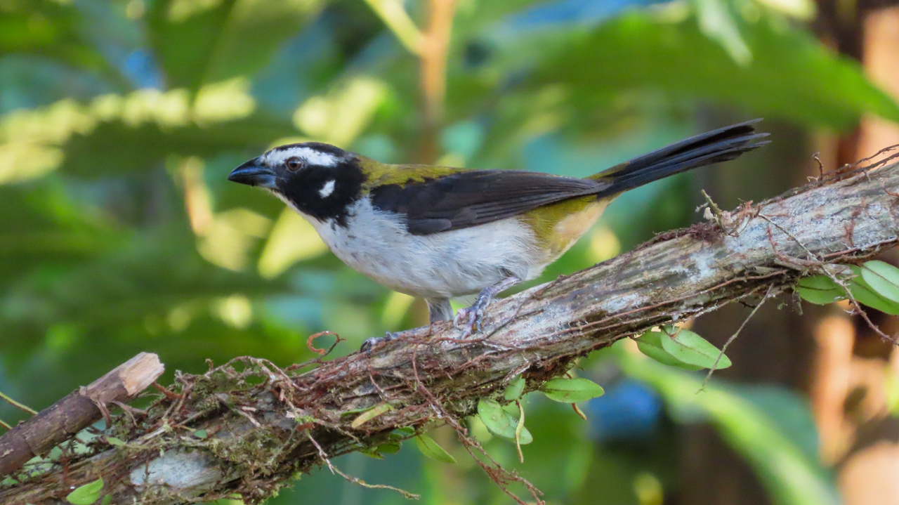 Grand Ecuador Trip Report (Mar 30 – Apr 15, 2026)
