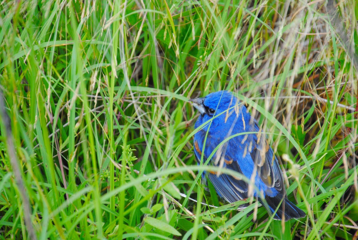 Blue Grosbeak