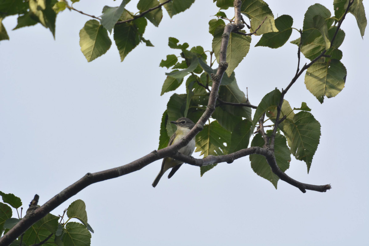 Blue-headed Vireo