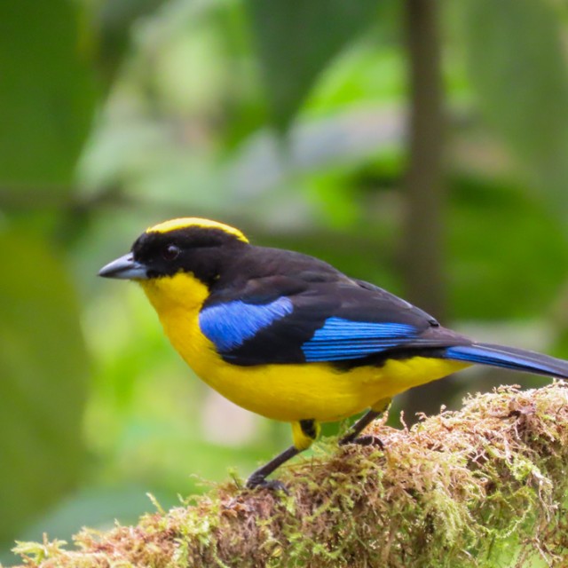 Blue-winged Mountain-Tanager