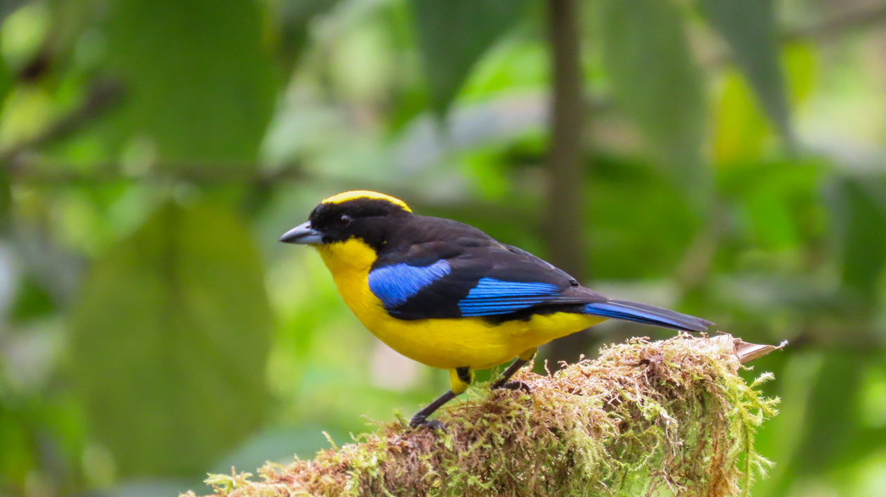 Blue-winged Mountain-Tanager