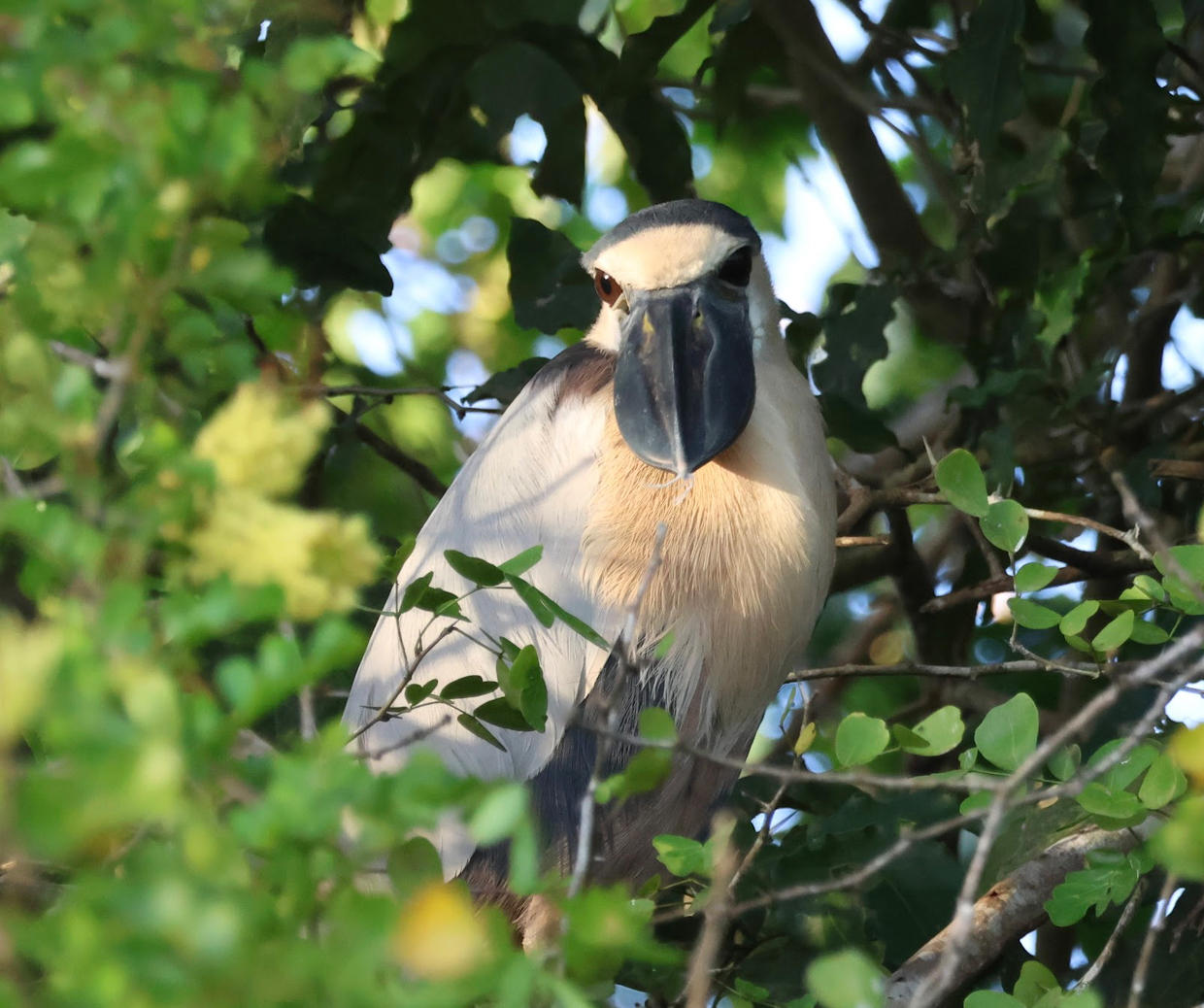 Boat-billed Heron