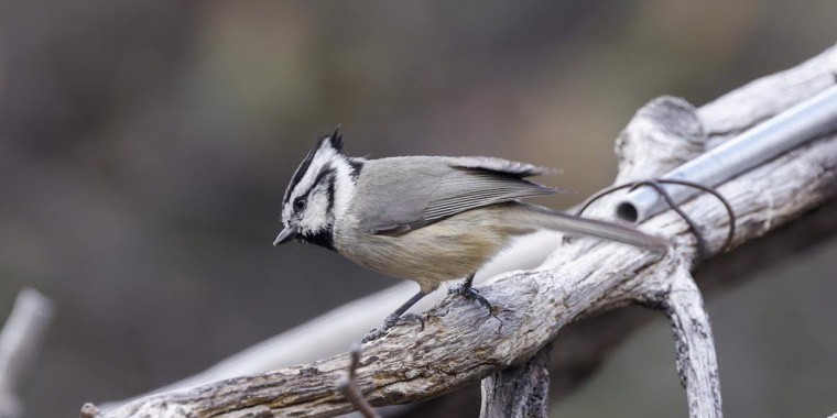 Arizona in Winter Trip Report (March 2026)