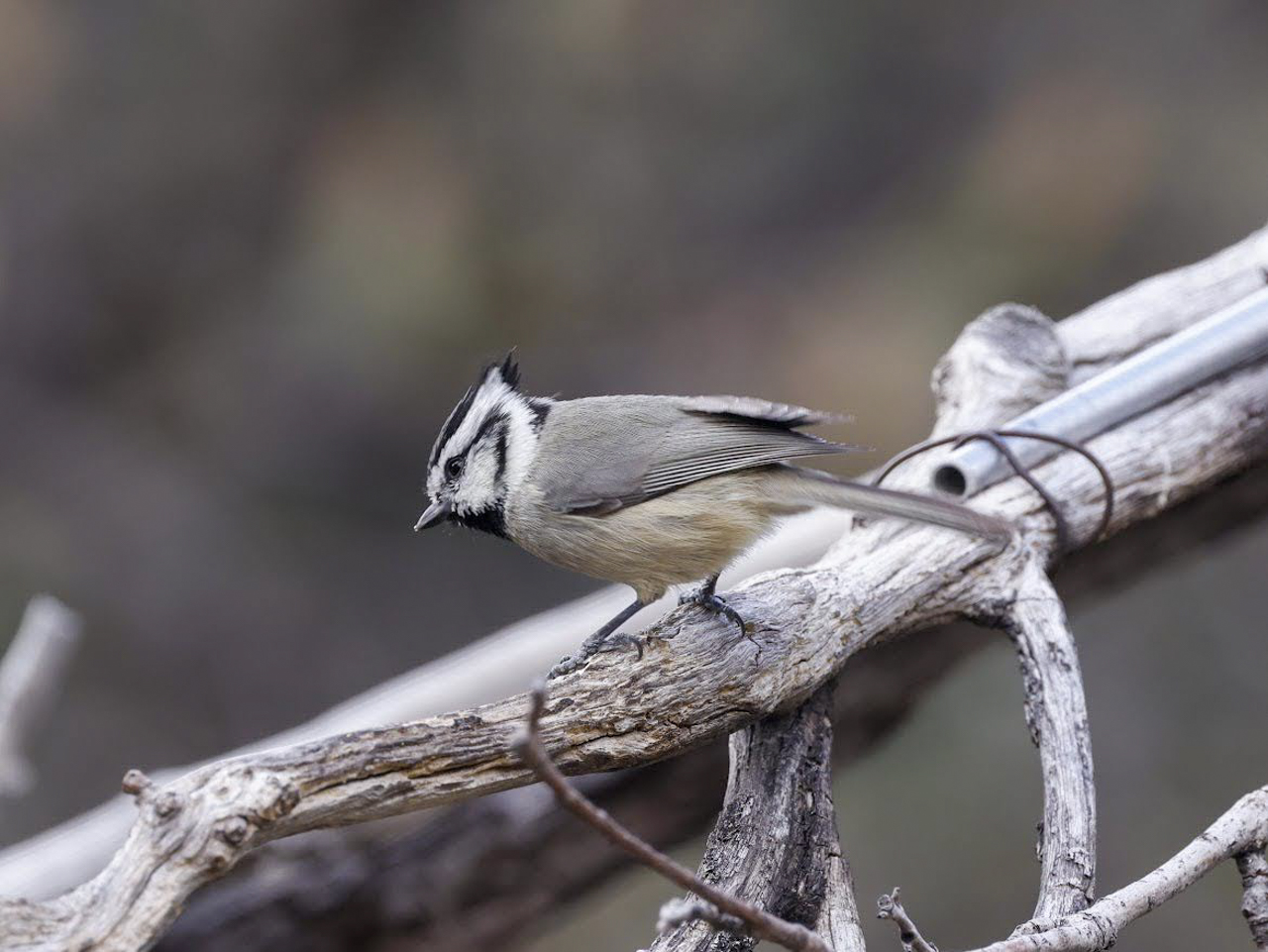 Bridled Titmouse 