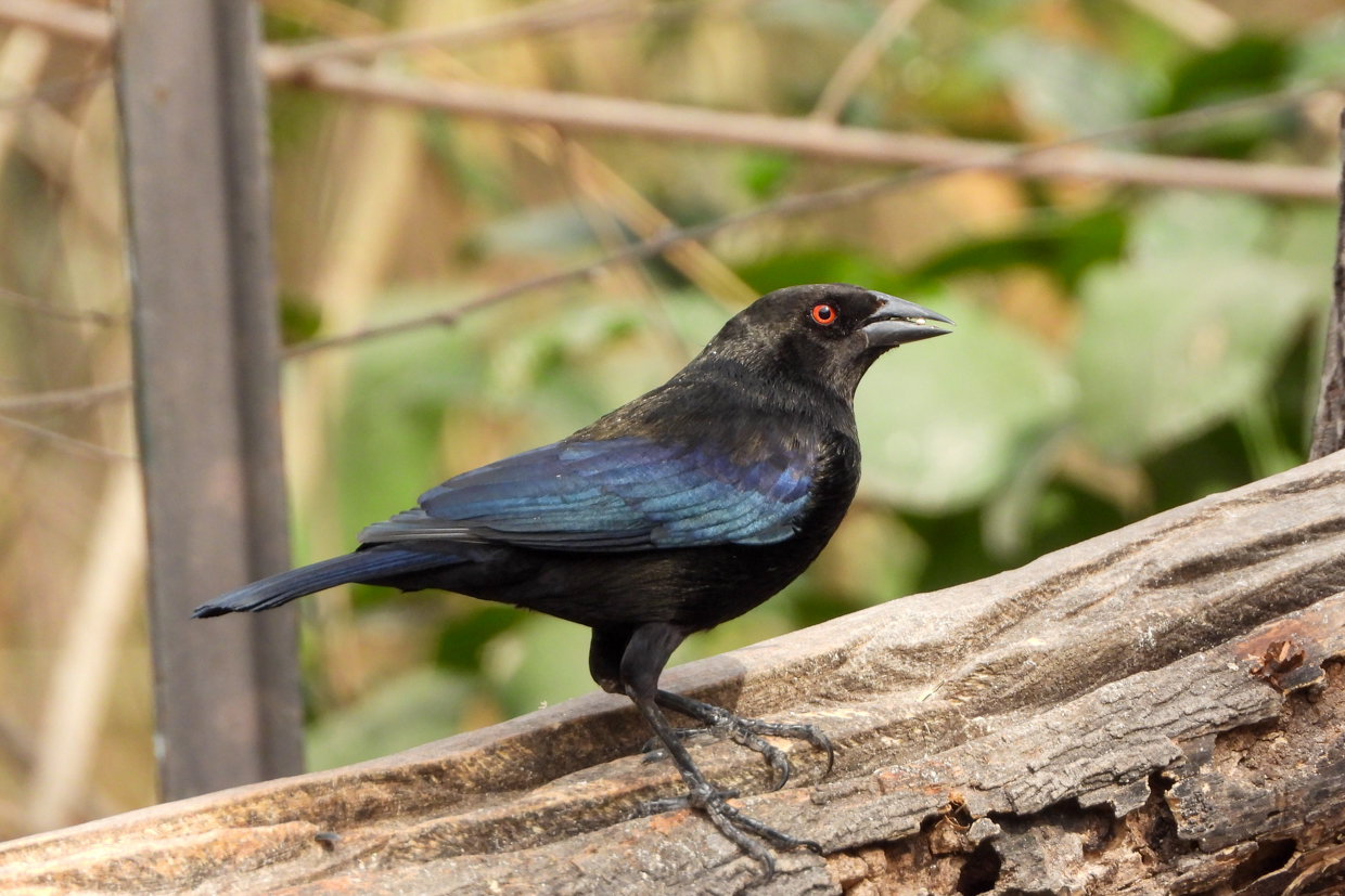Bronzed Cowbird