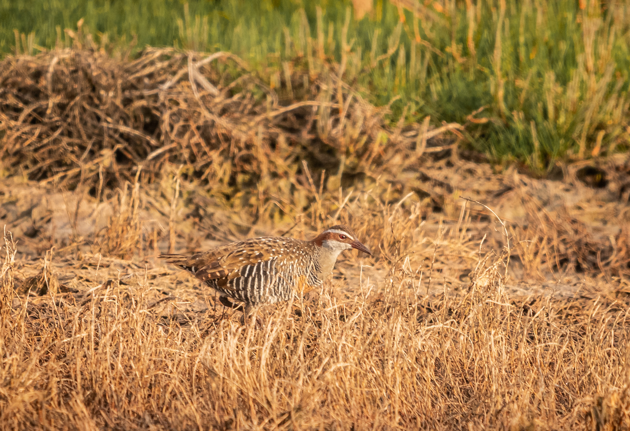 Buff-banded Rail