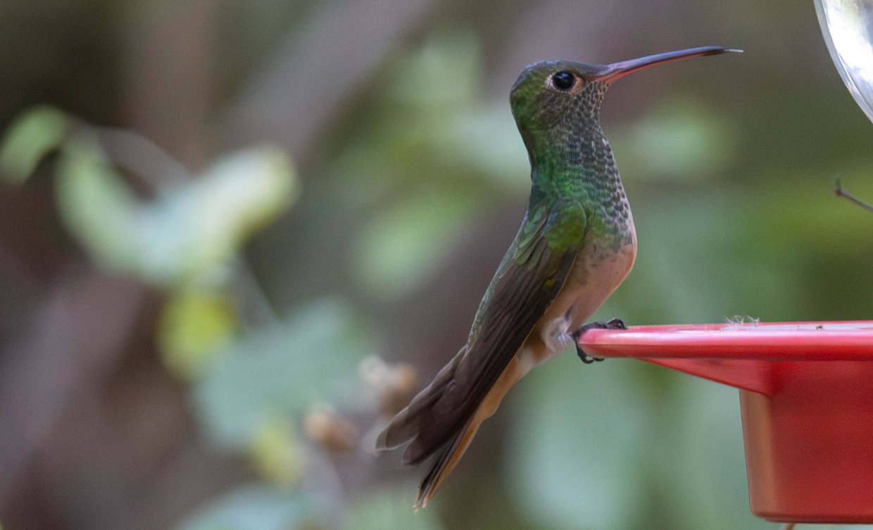 Buff-bellied Hummingbird
