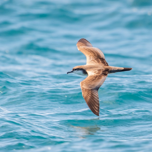 Buller's Shearwater