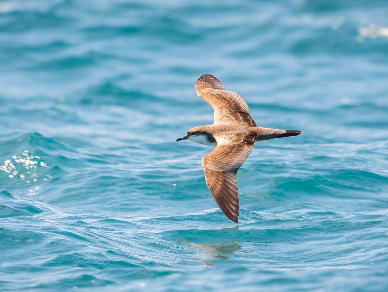 New Zealand (Feb 21 – Mar 14, 2026)