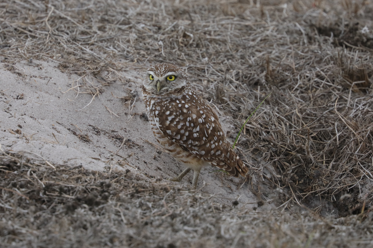 Florida (Mar 6 – Mar 15, 2026)