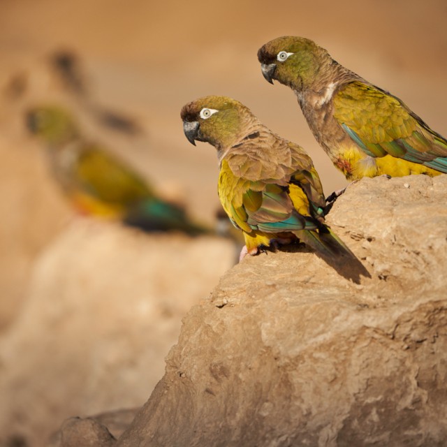 Burrowing Parrots