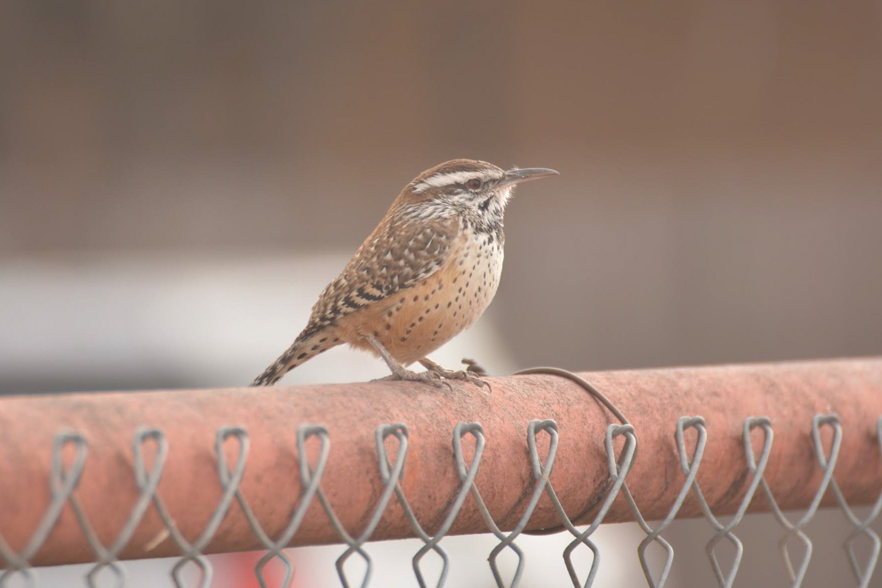 Cactus Wren