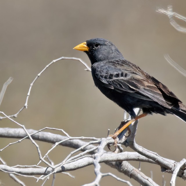 Carbonated Sierra-finch