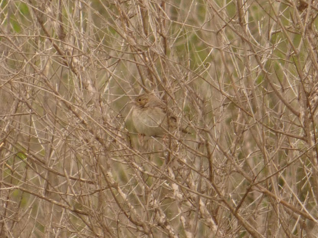 Cassin's Sparrow