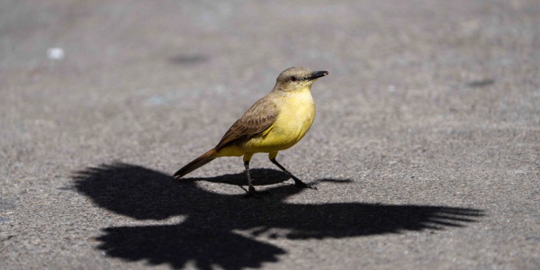 South Texas (Feb 5 -13, 2026)