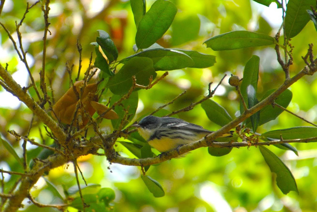 Cerulean Warbler