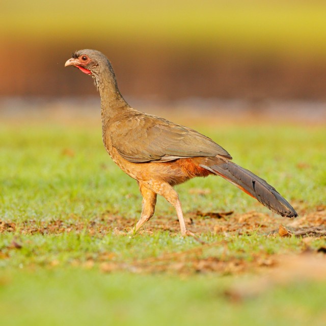 Chaco Chachalaca