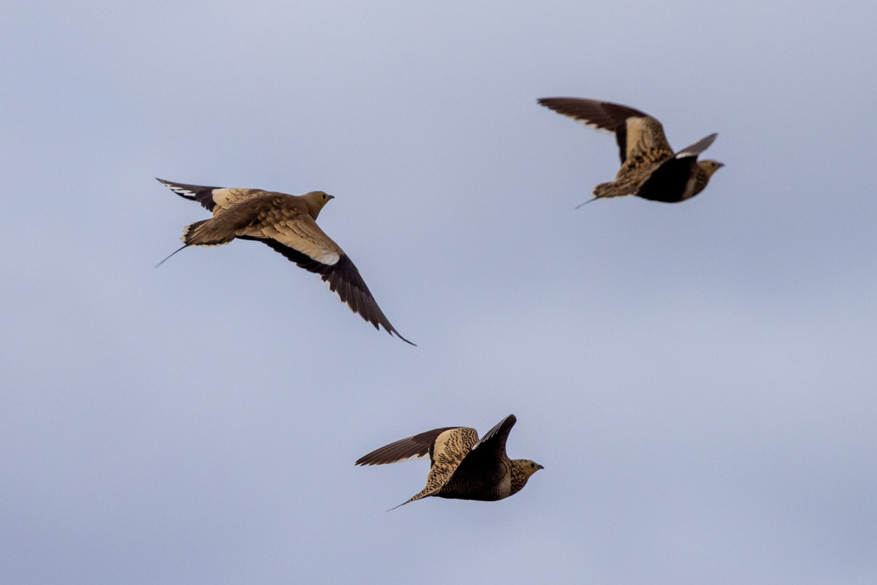 Chestnut-bellied Sandgrouse