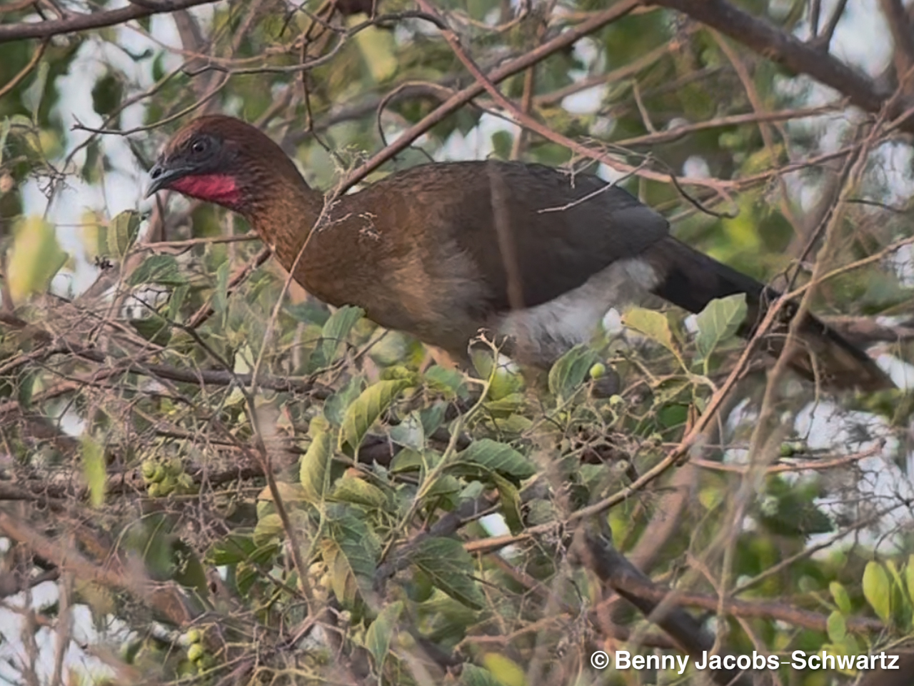 Colombia: Santa Marta Trip Report 2026