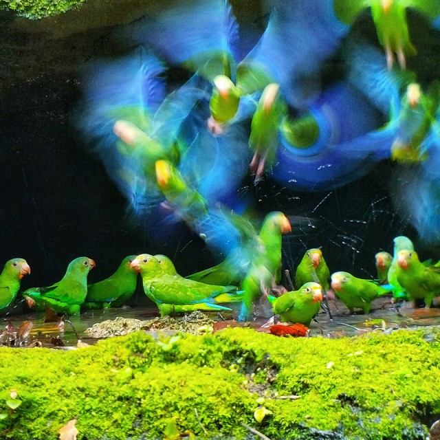 Cobalt-winged Parakeet