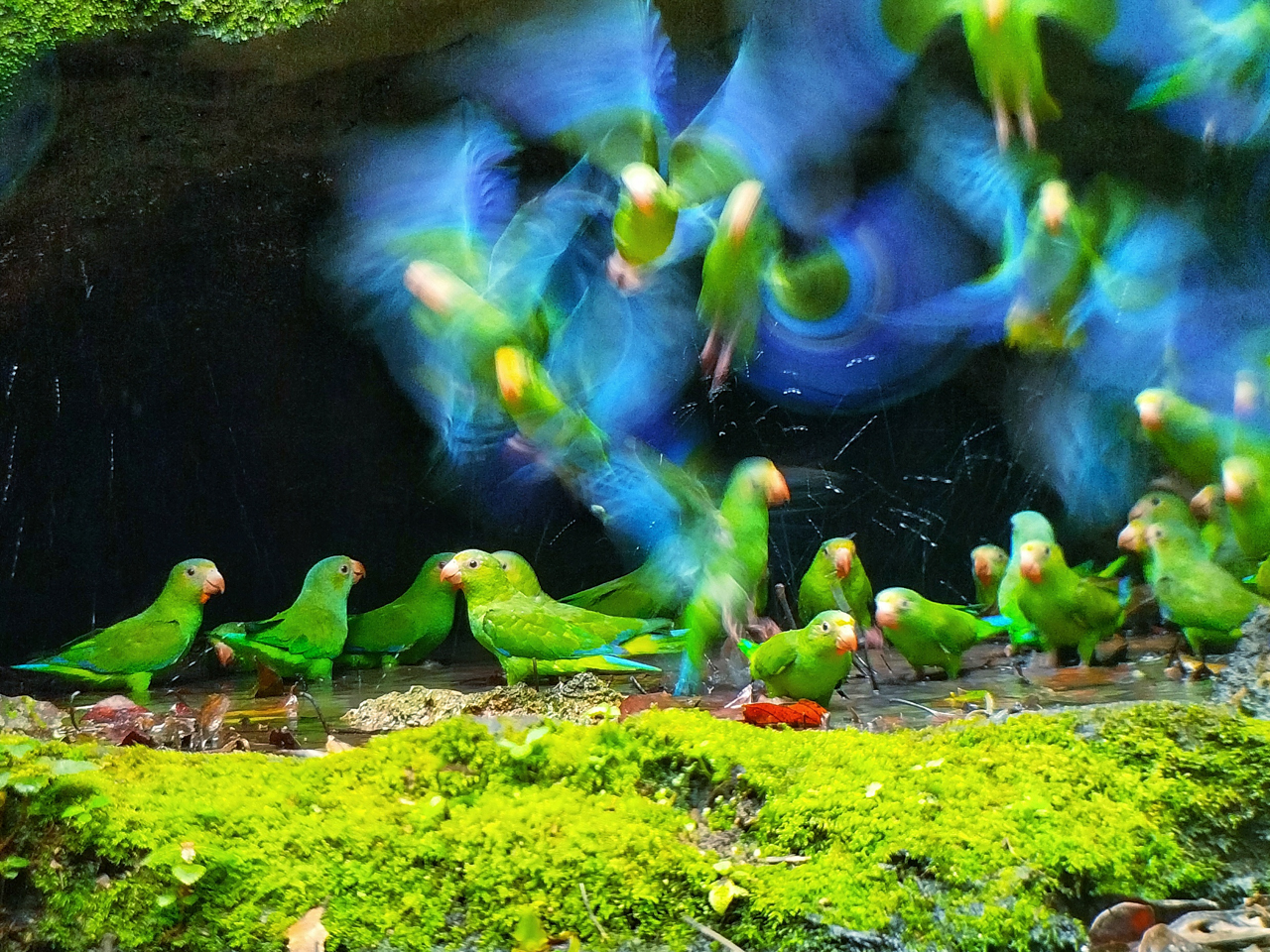 Cobalt-winged Parakeet