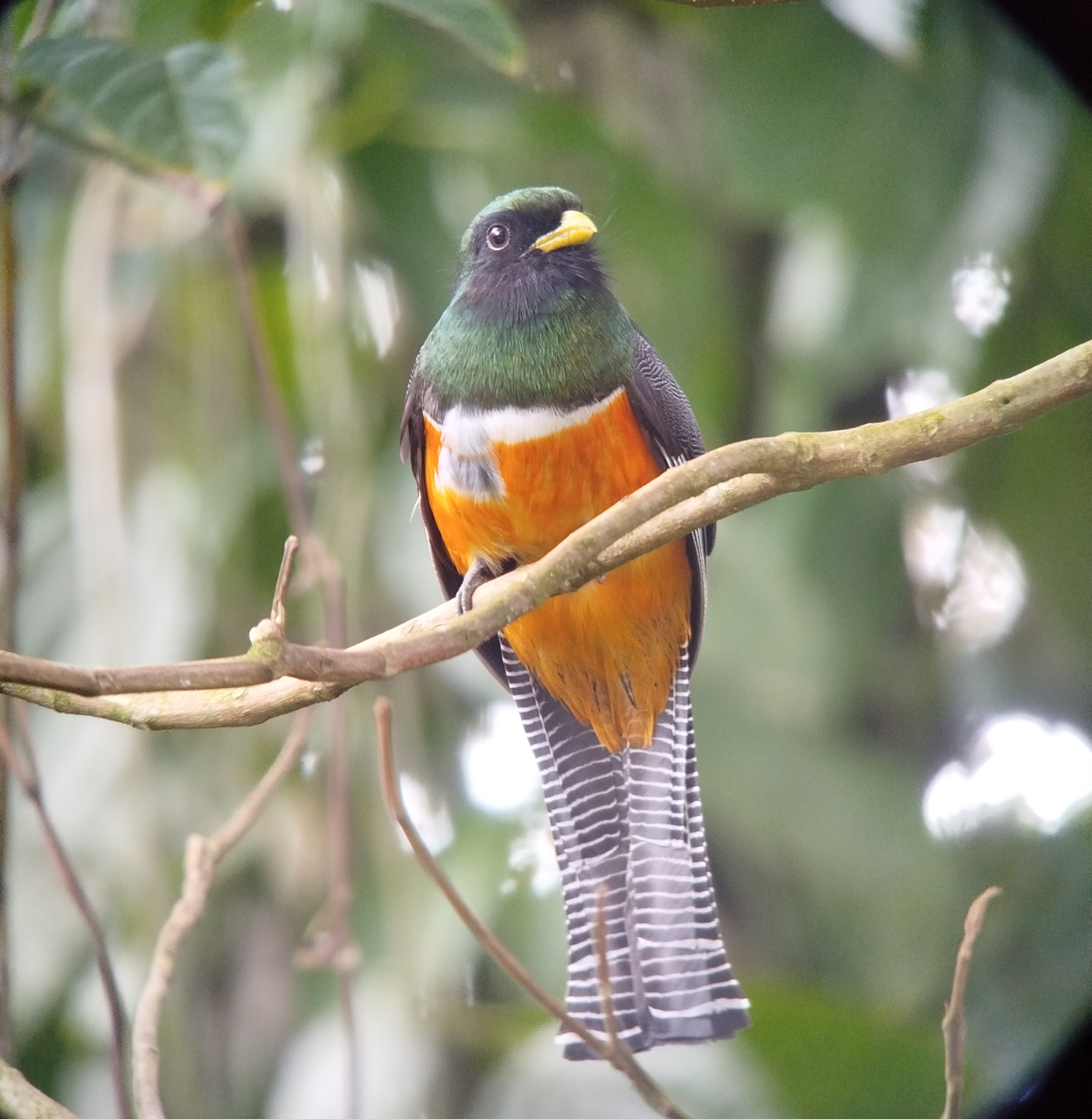 Collared Trogon