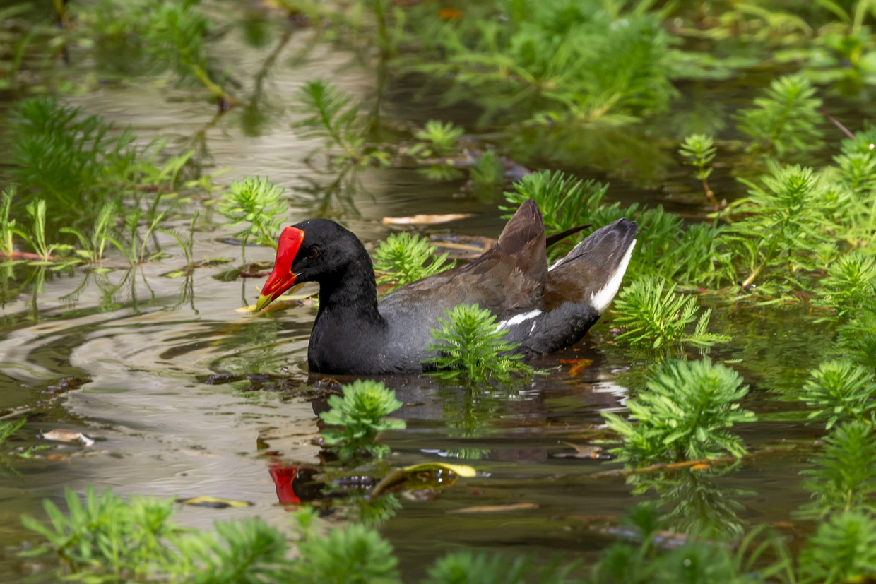 Hawaii Trip Report (Mar 9 -26, 2026)